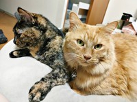 先住猫・小梅ちゃんにぴったりくっつく虎太郎くん（画像提供：梅虎さん）