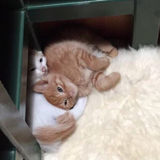 長女の同級生宅で、姉弟と一緒に保護されていた「ぐーぐー」（左）