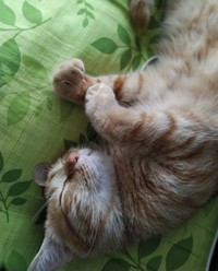 幸せそうな寝顔。寝言を言うこともある。