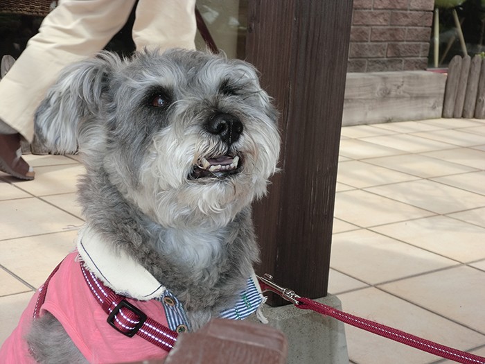 亡くなっても心の中に愛犬がいる 犬 猫との幸せな暮らしのためのペット情報サイト Sippo