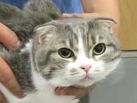 スコ猫は先天性疾患だった　避妊手術に冬子は耐えられるか？