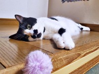 それ何だニャ？ もふもふを見つめるミアちゃん（画像提供：マグルの猫さん）