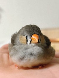 手のひらにちょこん♡ キンカチョウの「しめじ」ちゃん（画像提供：ハクサイーヌ（固定）@レタスの飼い主さん）