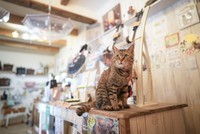 かぎしっぽの寅次郎店長。雑貨店のカウンターで。ファンも多い