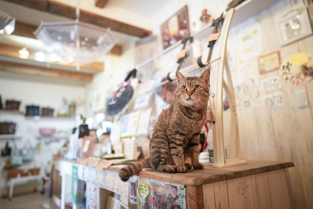 かぎしっぽの寅次郎店長。雑貨店のカウンターで。ファンも多い