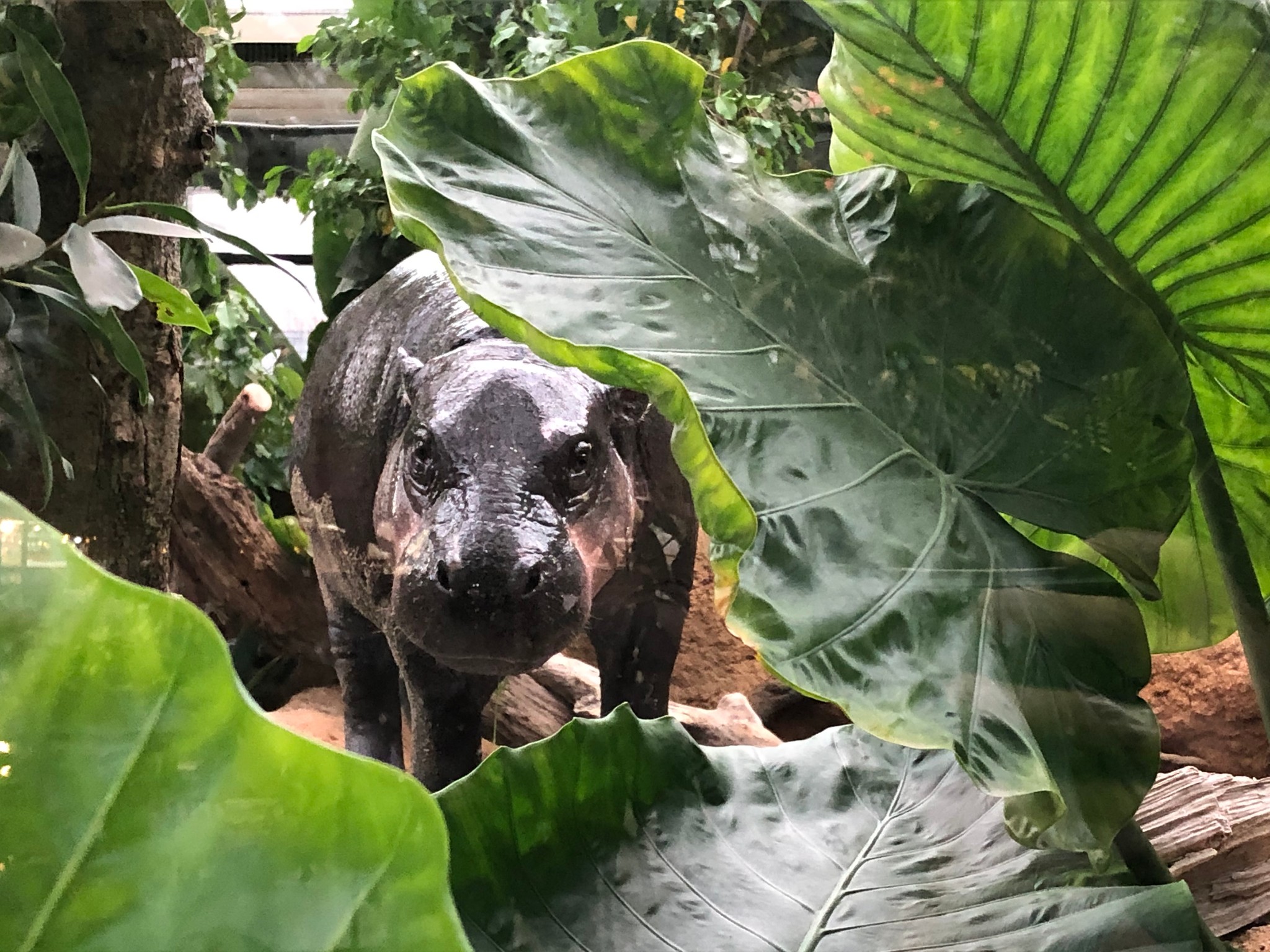 世界三大珍獣、コビトカバの新展示場が完成 希少動物の12歳差婚なるか