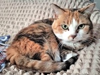 涼しげな表情が素敵な福ちゃん（画像提供：こにゃんゴーさん）