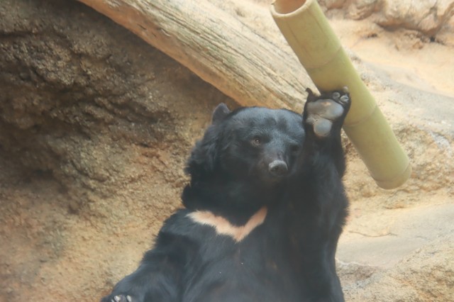 やけに真剣な目で竹筒を持ち上げるツキノワグマの「タケ」。奈良・吉野の山中で保護されました