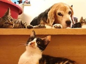 猫２７匹と犬１匹　自宅で見守るボランティア　「動物へ恩返し」