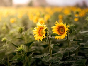 大切な人を突然失う世の中。友人は私に「ここにいるから」と言った