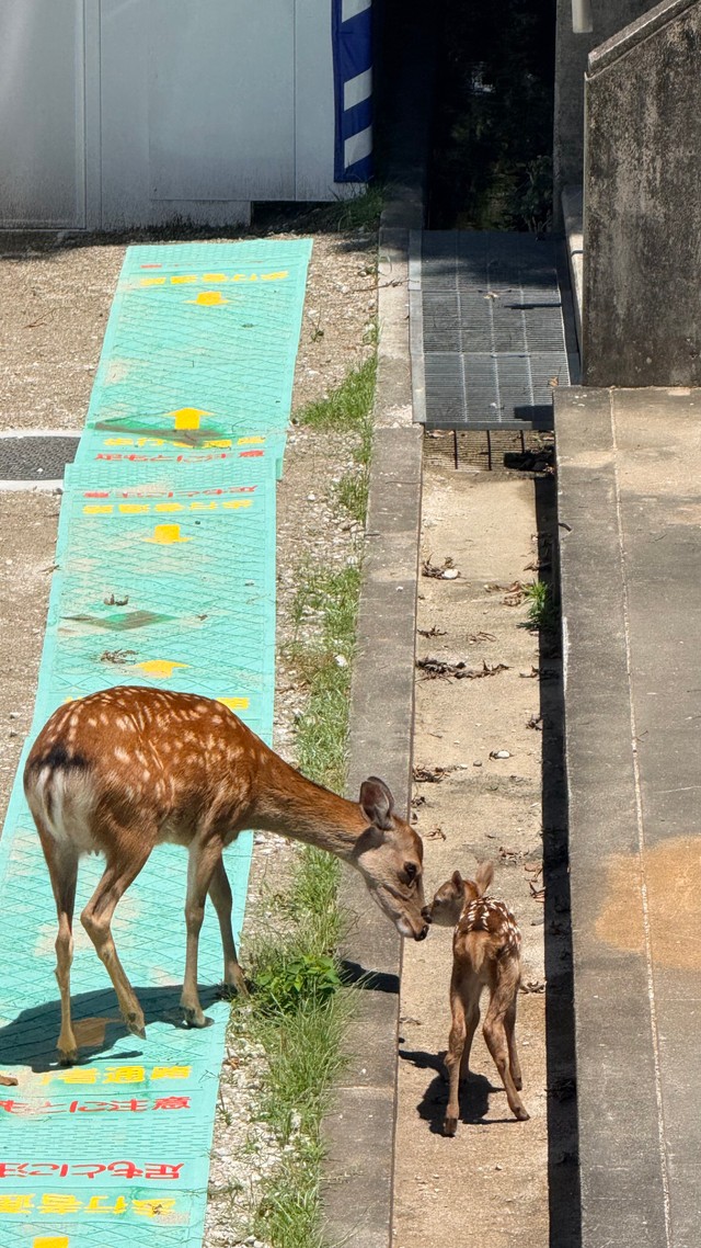 図書館裏。親子の微笑ましい姿　画像提供：奈良県立大学