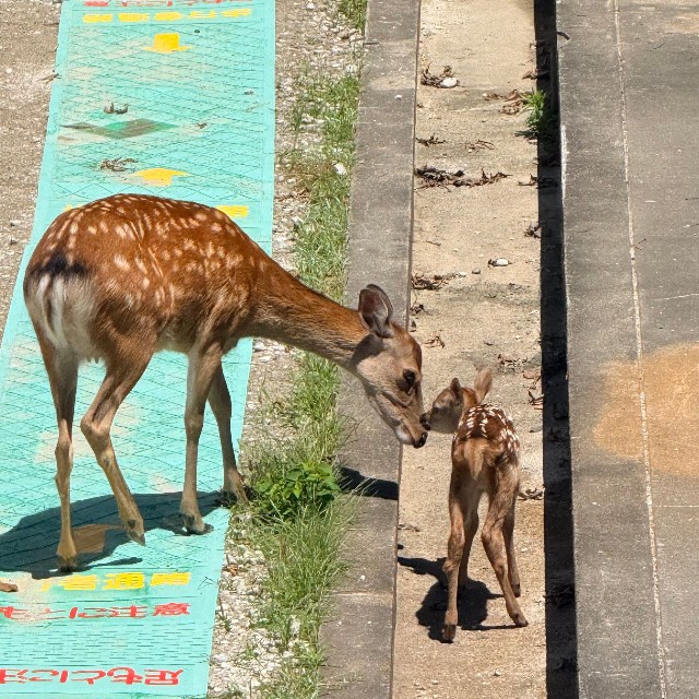 図書館裏。親子の微笑ましい姿　画像提供：奈良県立大学