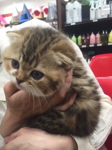 家にきたころの「てち」