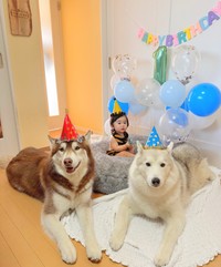 ピヨちゃん1歳のお誕生日に3兄弟ショット！（提供：＠bokumarleyさん）