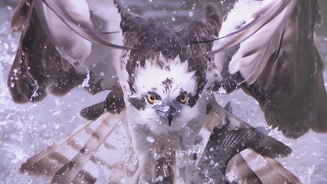 魚を餌にする猛禽「ミサゴ」