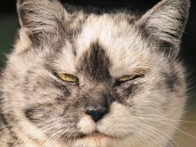 近寄りがたい？こわもて親分風の猫たち　岩合さん新作写真集