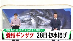 養殖ギンザケの水揚げ　前年１カ月遅れで開始へ　宮城・石巻魚市場