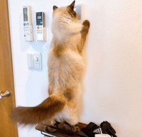 インターホン出てセールスの人に特大ﾆｬｰﾝをかました猫さんがXで話題に（もきゅさん提供）