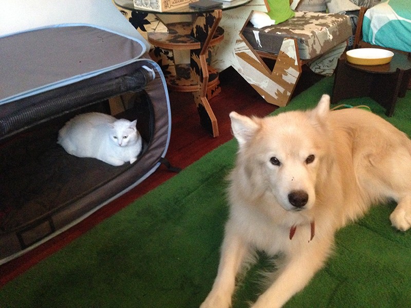 猫たちもハウスは自分の部屋だと思って入っていた