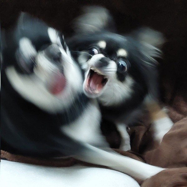 同居犬・ぶんたちゃんにじゃれるみつ子ちゃん（画像提供：今日のぶんたとみつ子さん）