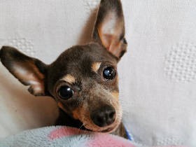 バックグラウンドも特徴も違う４匹４様の愛犬たち　でも呑気な“ウチの子顔”はみな一緒