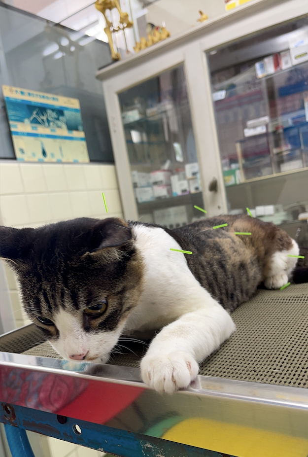 鍼治療を受けるとも君（提供画像）