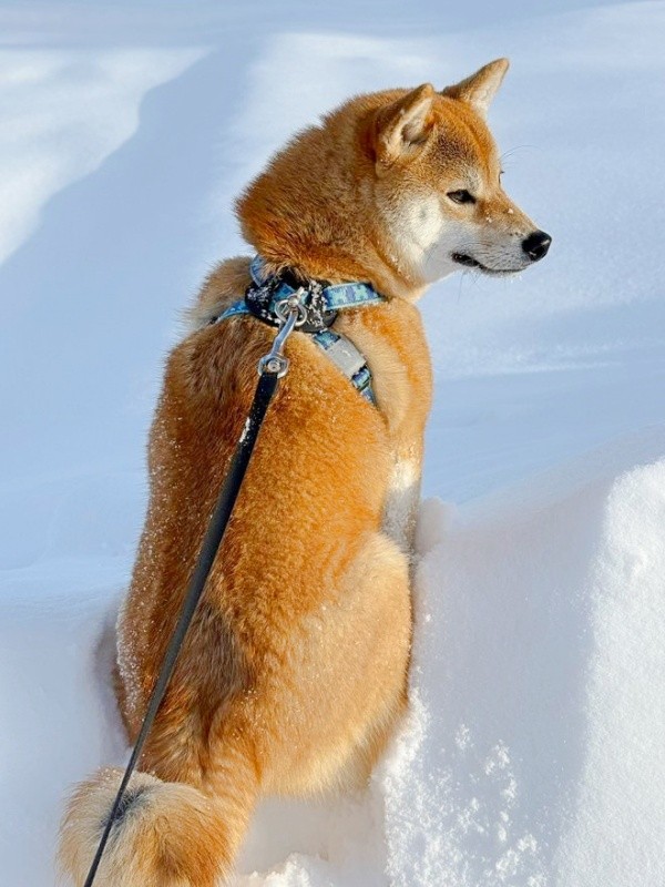 つやつやの毛並みが雪に映えて美しいムギちゃん（画像提供：柴犬ムギさん）