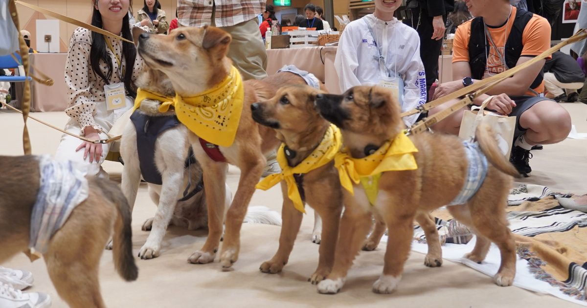 新たな家族との幸せな出会い 「パナソニック保護犬猫譲渡会」、東京