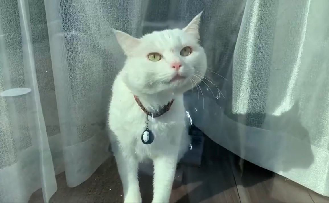 2024 小さな猫が白い夜灯に飽きる 小さな猫が白い夜灯に飽きる