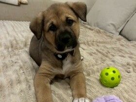 パナソニック保護犬猫譲渡会　NPO法人Pooch Dog Rescueから参加予定の犬たち（17）