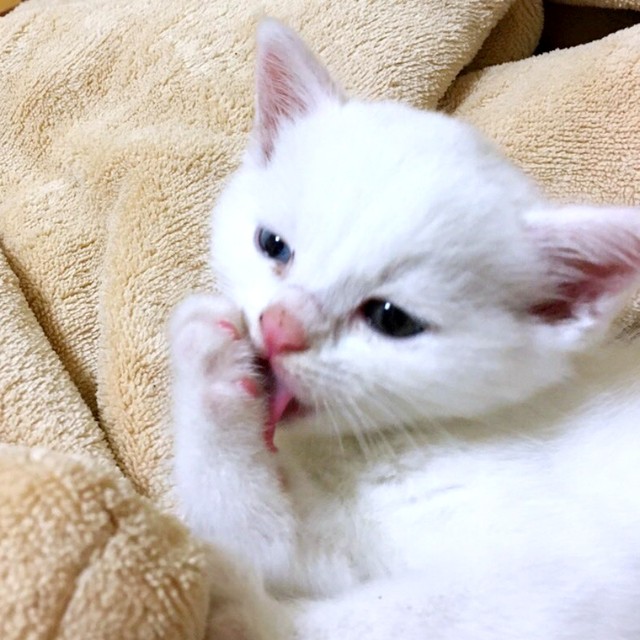 保護時は生後推定2カ月ほど。おててをグルーミングするぷぅちゃん（画像提供：masaru———menさん）