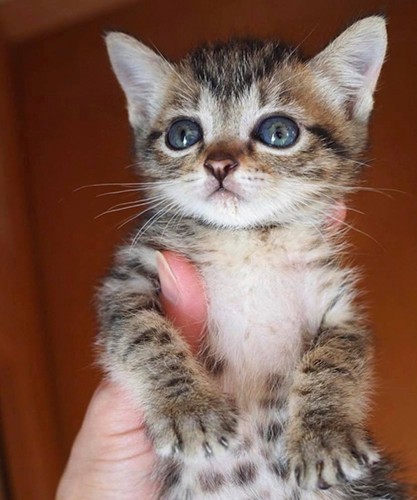 保護された当時のあめの体重は300g（＠bunyapon0110）