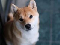 歯ブラシ、介護食u2026 ペットは家族、 健康志向で市場も拡大 犬・猫との