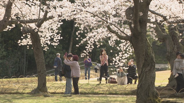 岡山後楽園をおさえて1位になったのは？　岡山県の「イチオシの桜スポット」を聞いてみた