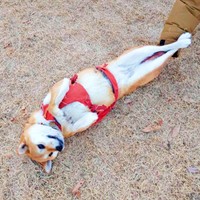 ドッグランでへそ天＆足ピーンのWコンボでくつろぐゆづちゃん（画像提供：柴犬 ゆづさん）