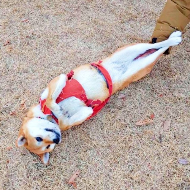 ドッグランでへそ天＆足ピーンのWコンボでくつろぐゆづちゃん（画像提供：柴犬 ゆづさん）