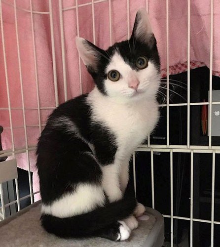 一人ぼっちで公園のゴミを漁っていたというジャスミン（保護主さん提供）