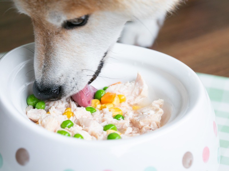 だいふくくんが食べているのは、一番人気の「ささみの角切り」。ドッグ用のごはんも充実です