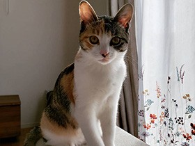 自分の尻尾を追いかけ１人遊び　やんちゃ盛りの三毛猫「うた」