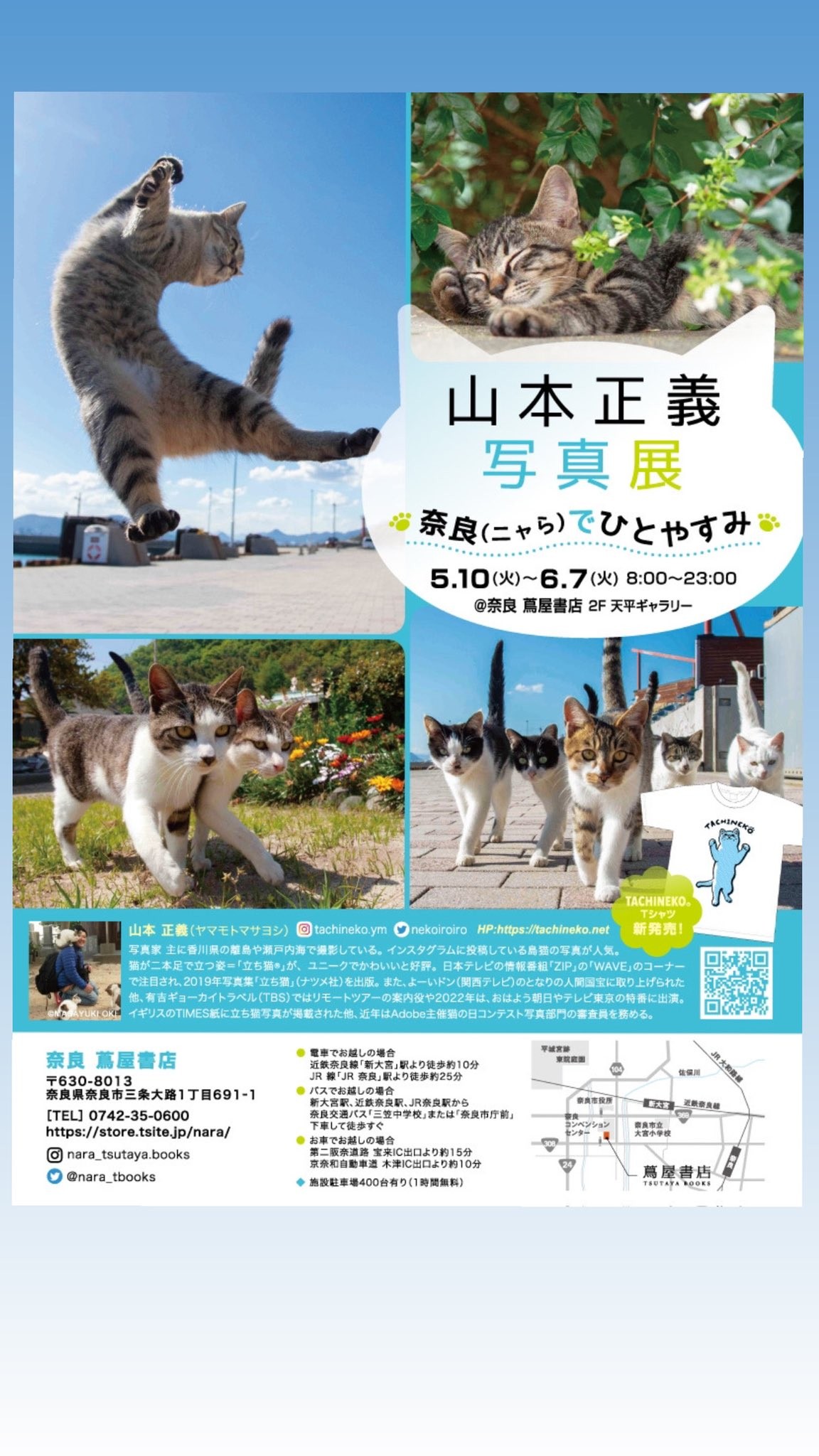 子猫の大行進 写真集 しっぽをぴーんと立てて「ぞろぞろ」大行進 「猫は、人の心に寄り添う