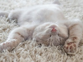 猫の１日は６割が休息の時間　安心・安全な居場所づくりで快適な毎日を提供しよう