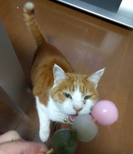 お団子食べたいニャ