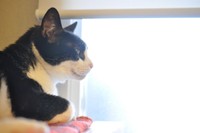  他の猫たちが幸せになっていく光景を何度も目にしてきたカズマくん。どんな気持ちで見送ってきたのだろう･･･（飛田さん提供）