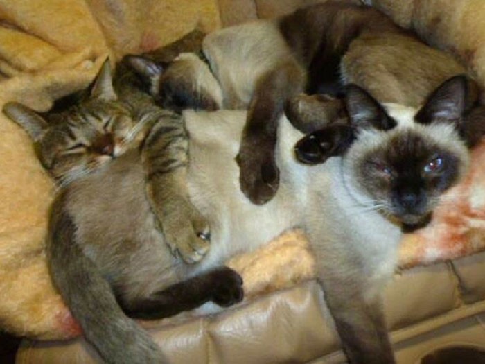 血縁ではないが、兄弟姉妹のよう