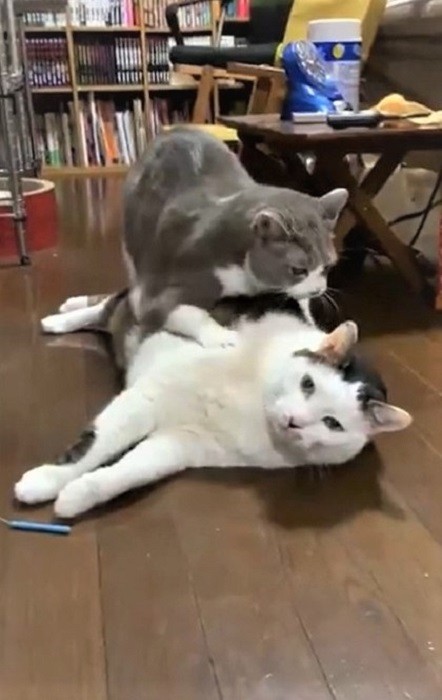 猫が猫をふみふみする動画が話題になった（hammerさん提供、Twitter動画よりキャプチャ撮影）