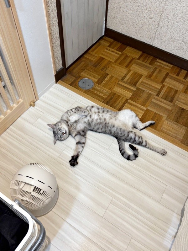 まるで事件現場！？ ひんやりした床上でへそ天になって眠るしじみくん（画像提供：しじみとんさん）