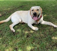 「ドッグラン」は犬ファーストな場所。犬と人間の安全のため、ルールやマナーはしっかり守って。