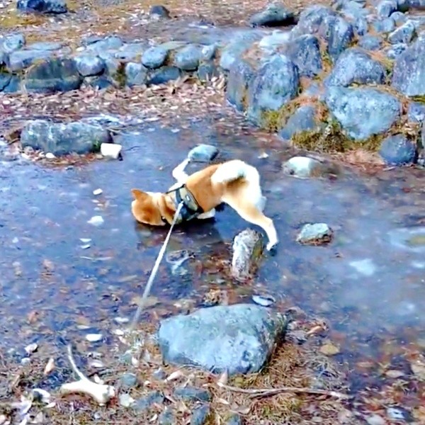 公園の凍った池に入ったコテツくん（画像提供：なにゃーさん）