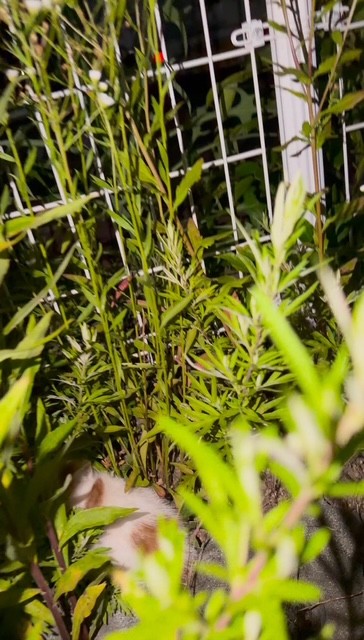 駐車場の隅の草むらで声を上げていた小さな命（提供：よりパパさん）