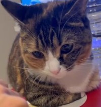 みっちゃんが座っているのは…（飼い主さん提供、Instagramよりキャプチャ撮影）※画像はトリミングしています